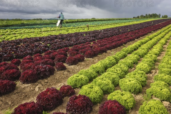 Soest, Sauerland, North Rhine-Westphalia, Germany - Vegetable cultivation, lettuce plants grow in