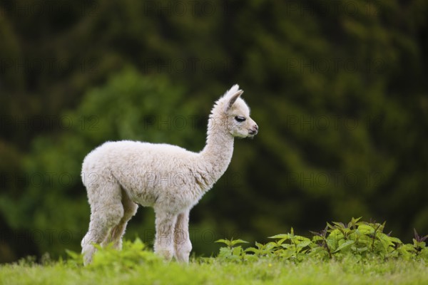 One young Alpaca (Vicugna pacos) stands on a fresh green meadow . A green forest in the distant