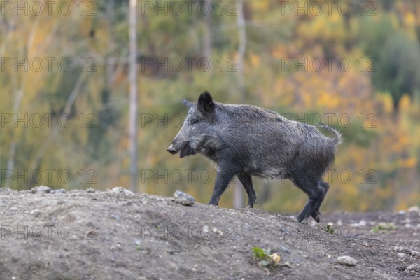 One wild boar or wild pig (Sus scrofa), walking over an opening in early morning light, searching