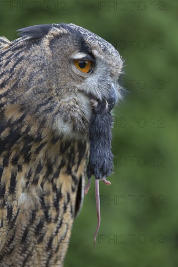 Portrait of an Eurasian Eagle Owl, Bubo bubo. Swallowing a dark grey mouse. Green vegetation in the