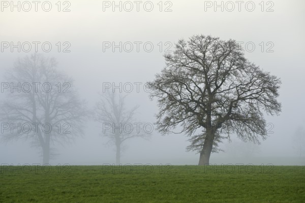 English oak (Quercus robur, Quercus petraea), in the fog, Lindenberg, Schlatt, Canton Lucerne,