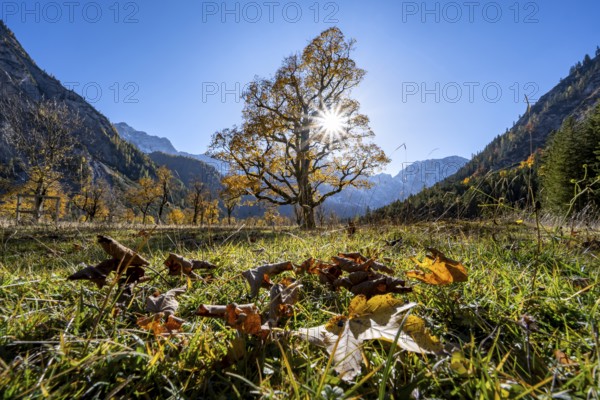 Sycamore maple with autumnal yellow foliage and Solaster endeca, large maple base in autumn, rocky