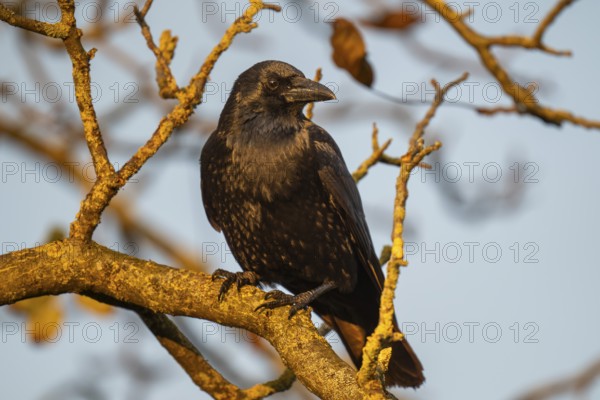 Raven (Corvus corax) sitting on a branch, morning light, Rosensteinpark, Stuttgart,