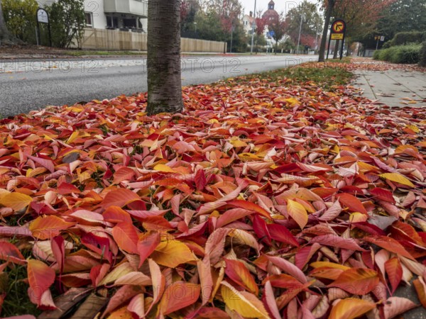 Leaves fallen from Japanese cherry tree in autumn by street in Ystad, Skåne county, Sweden,