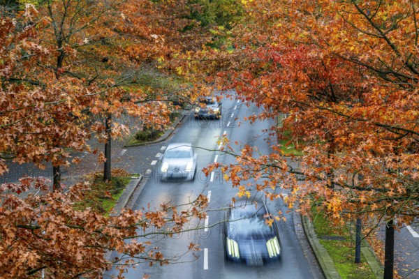 Autumn, road traffic, inner-city, trees in autumnal colours line a 4-lane road, symbolic image,