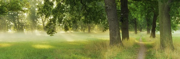 Narrow hiking trail through an avenue of oaks and ash trees in the morning light, sun shining