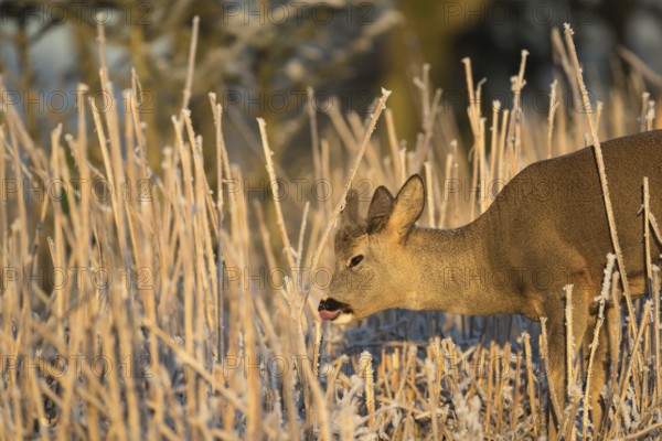 Roe deer standing in hoar frosted dead stinging nettle at minus 15 °C at sunrise. Licking off the