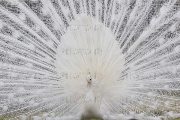 Male White Peafowl (Pavo cristatus mut. alba) displaying