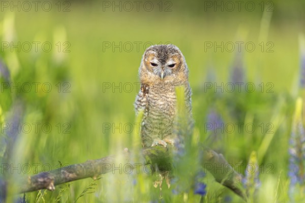 One young Ural owl (Strix uralensis) sitting on a branch lying in a field of flowering lupines in