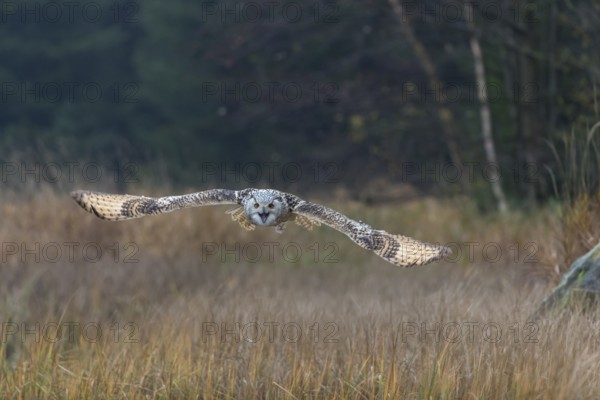 One Siberian Eagle Owl (Bubo bubo sibiricus) flying over tall reed grass lakeshore on an autumnal