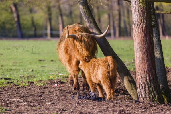 One Highland cow (Bos primigenius) taurus) and her calf stand on a meadow. A forest is in the