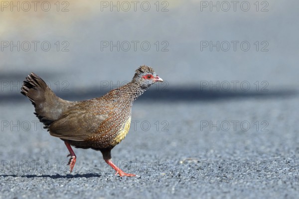 Rock Hen, Rock Quail, (Ptilopachus petrosus), Tendaba camp Kwinella area, Kwinella, South Bank,