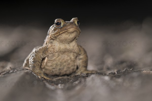 Common toad (Bufo bufo), single male, on the way to spawning waters, evening, toad migration,