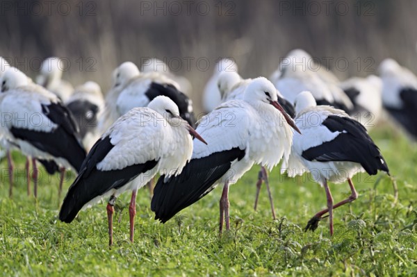 White storks (Ciconia ciconia), large flock standing in a meadow, Flachsee, Canton Aargau,