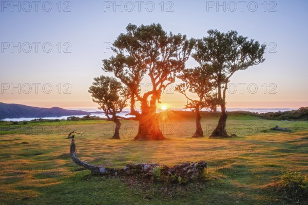 Centuries-old til trees in fantastic magical idyllic Fanal Laurisilva forest on sunset. Madeira