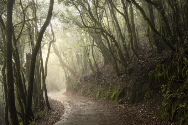 Hiking trail in the cloud forest. Trees with moss and lichen. Foggy weather. Garajonay National