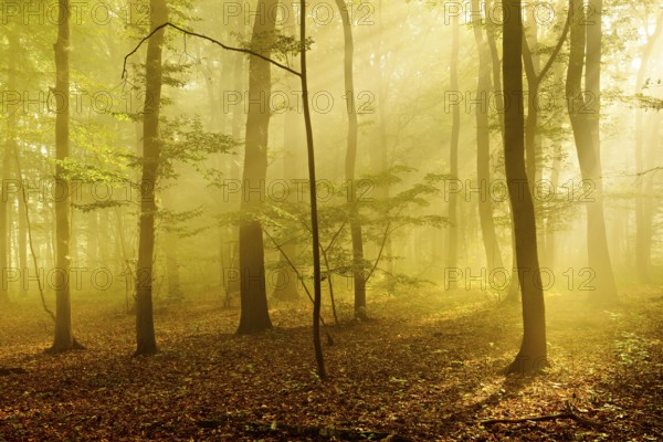 Sunbeams in the morning mist in the deciduous forest, near Freyburg, Burgenlandkreis,
