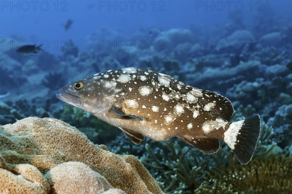 Milky ray grouper (Epinephelus caeruleopunctatus) with belly full of fish spawn, Great Barrier