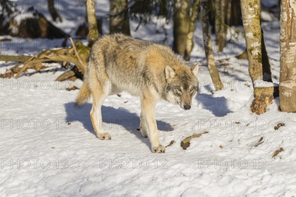 A young grey wolf (Canis lupus lupus) runs across the sloping, snow-covered meadow at the edge of a
