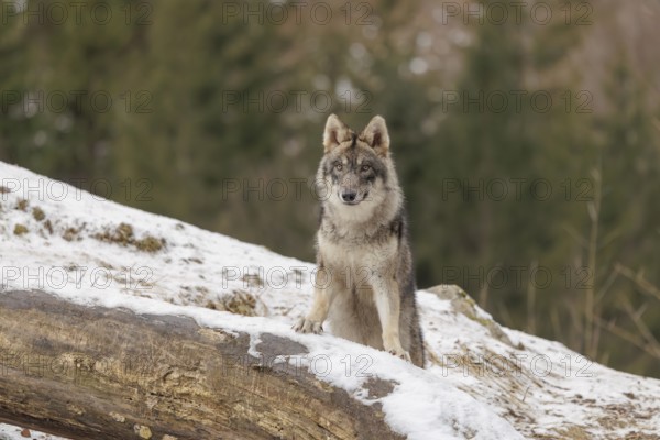 A young grey wolf (Canis lupus lupus) stands with his front paws on a snow-covered, fallen tree
