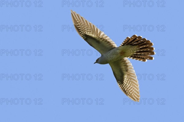 Common cuckoo (Cuculus canorus) adult male flying against blue sky in spring