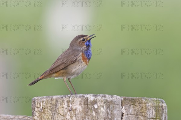 Bluethroat (Luscinia svecica cyanecula), male, singing on a pasture fence post, wildlife, Lembruch,