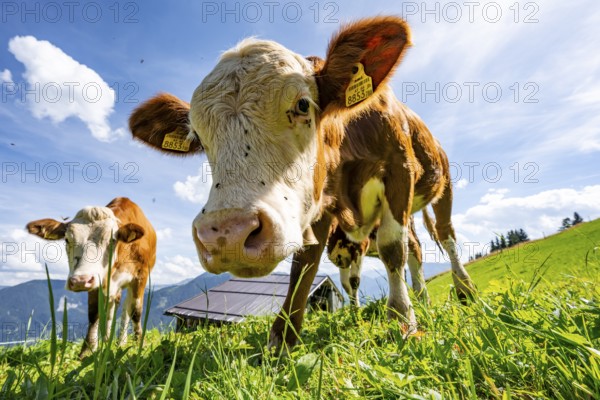 Two young curious calves (Bos primigenius taurus), cows on an alpine meadow, stretching their