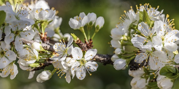 Blossoming mirabelle tree in spring, tree blossom, fruit tree blossom, Stuttgart,