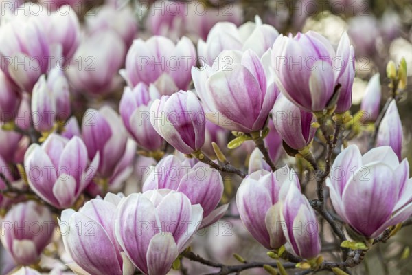 Magnolia blossom on magnolia tree in spring, Magnolias (Magnolia), Stuttgart, Baden-Württemberg,