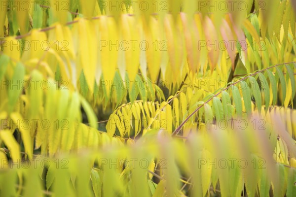 Autumn coloured leaves of a vinegar tree (Rhus typhina), Full size, Baden-Württemberg, Germany,