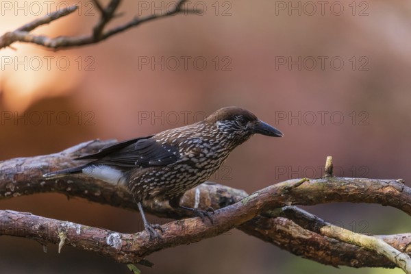 One spotted nutcracker or Eurasian nutcracker (Nucifraga caryocatactes) sitting on a twig. A