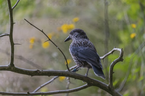 One spotted nutcracker or Eurasian nutcracker (Nucifraga caryocatactes) sitting on a twig. Green