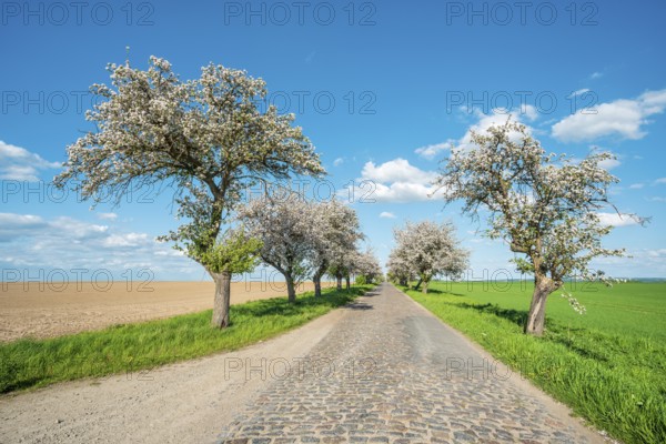 Avenue with blossoming fruit trees in spring under a blue sky with cumulus clouds, narrow country
