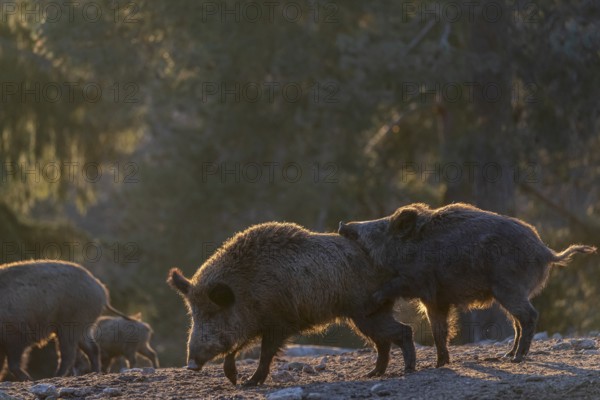 Two wild boar or wild pig (Sus scrofa) play fighting on an opening. Strong backlit condition