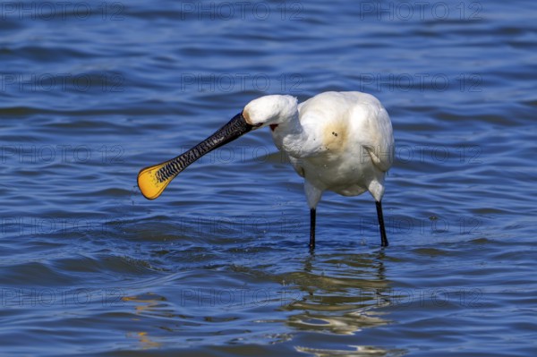 Eurasian spoonbill, common spoonbill (Platalea leucorodia) in breeding plumage foraging by sweeping