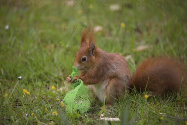 One Red squirrel or Eurasian red squirrel (Sciurus vulgaris) feeding on bird food in a plastic net.