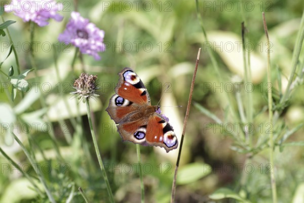 European peacock (Aglais io), butterfly, macro, flower, coloured, The peacock butterfly sucks