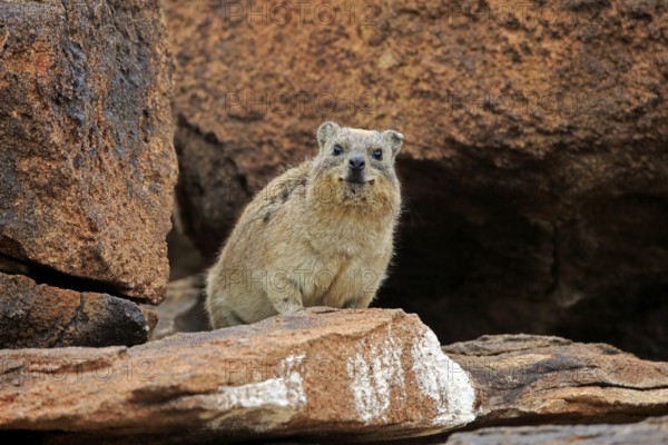 Rock hyrax (Procavia capensis), adult, alert, on rocks, Mountain Zebra National Park, South Africa,