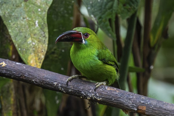 Crimson-rumped toucanet (Aulacorhynchus haematopygus), Mindo Forest Reserve, Mindo, Ecuador, South