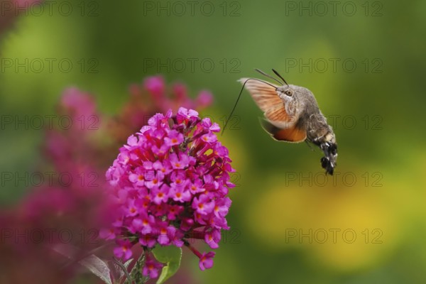 Dove tail (Macroglossum stellatarum) hovering next to a pink flower, summer lilac (Buddleja