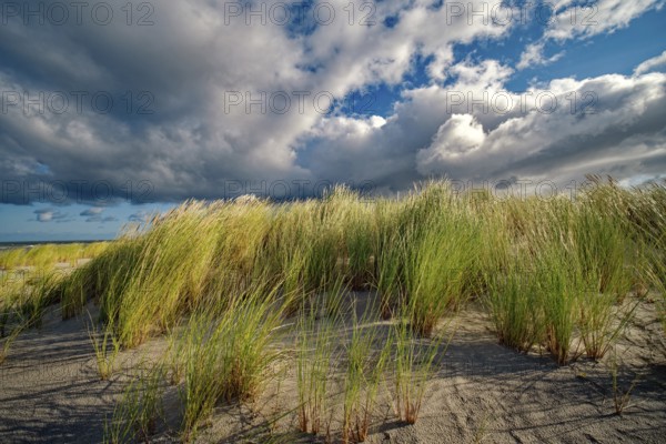 European Marram Grass (Ammophila arenaria) on the Baltic Sea beach, cloudy mood, Ahrenshoop,