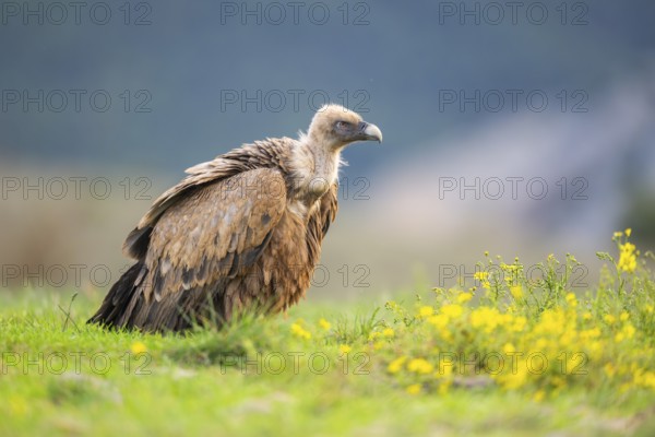 Griffon Vulture (Gyps fulvus) sitting on a flowering meadow in autumn, Pyrenees, Catalonia, Spain,