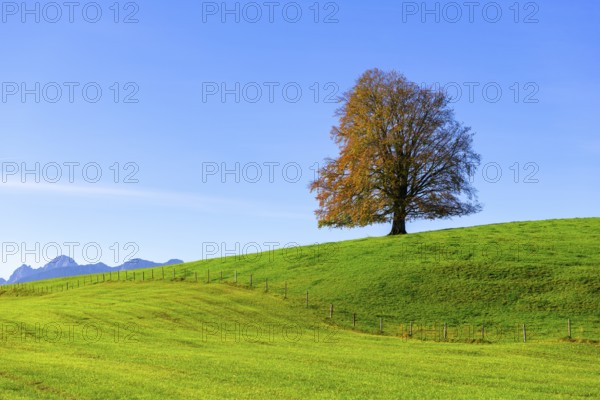 Single tree on a hill with green meadow and blue sky, the scene appears calm and peaceful, copper