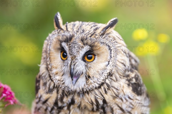 Long-eared owl (Asio otus), or lesser horned owl, sitting in middle of blossoming flowers, captive,