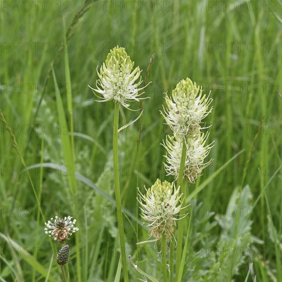 Spiked rampion (Phyteuma spicatum), greenish-white flowers in a forest clearing, Wilnsdorf, North
