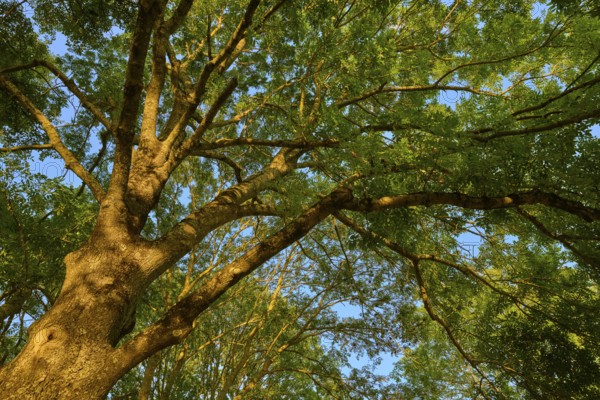 View into the crown of an ash tree with a dense canopy of leaves and sunlight shining through the