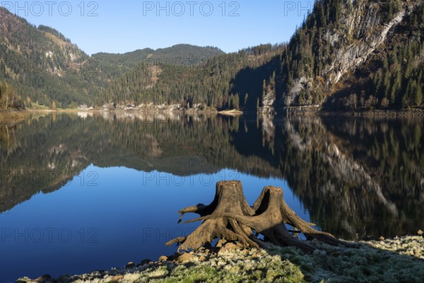 The Vordere Gosausee in autumn with a view of the Gasthof Gosausee. Two uprooted tree stumps in the
