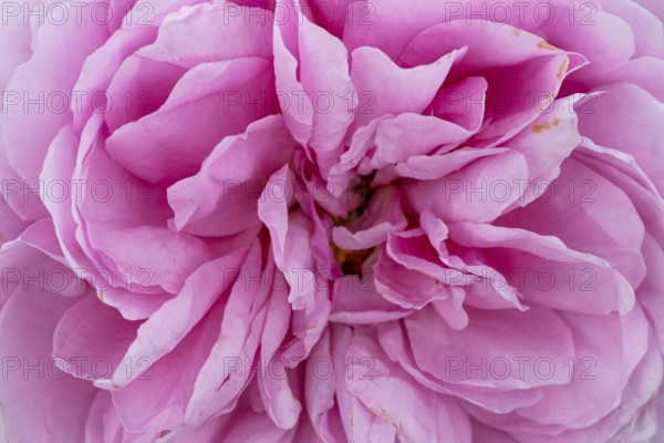 Close-up of a pink rose with detailed petals, Royal Botanic Gardens (Kew Gardens), UNESCO World