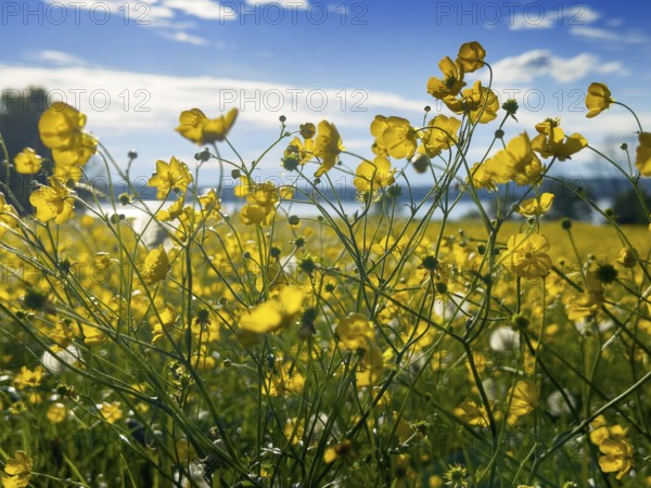 Flower meadow, buttercup, buttercup (Ranunculus acris), behind Lake Starnberg, Bavaria, Germany,