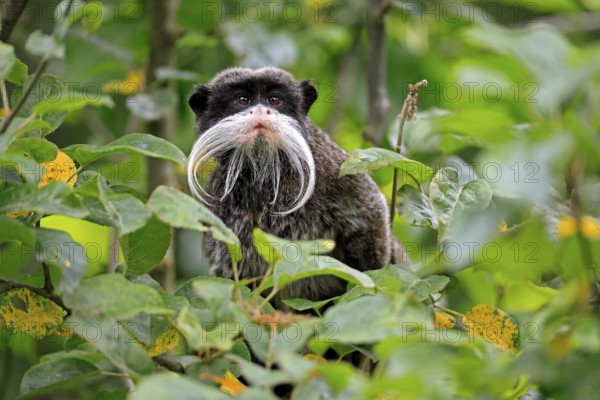 Emperor bearded tamarin (Saguinus imperator subgrisescens), adult, on tree, portrait, alert, South